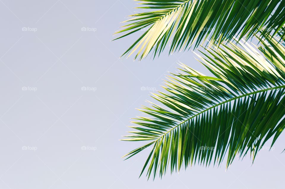 Background of nature green palm leaf on tropical beach with sun light against sky. Summer vacation and travel concept.