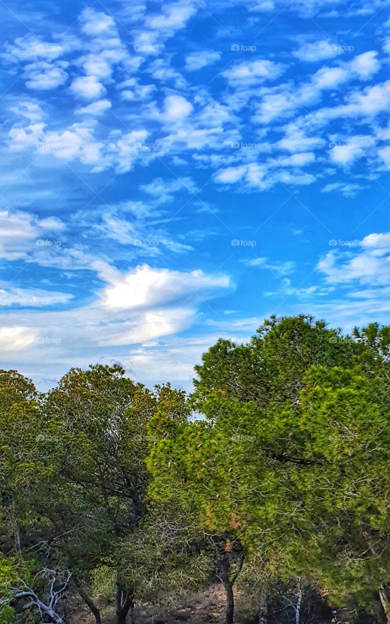 Tranquil Trees Under a Clear Blue Sky