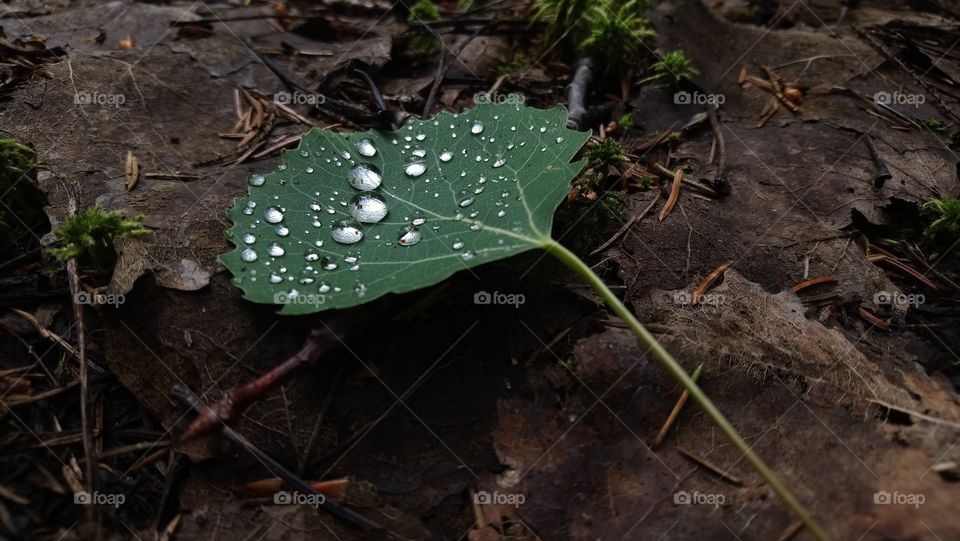 Raindrops on the leaf