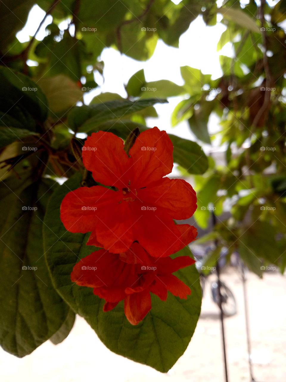 red flowers