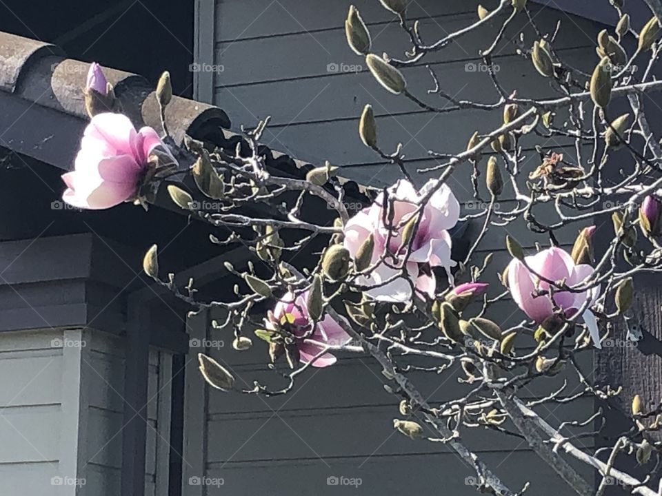 Magnolia