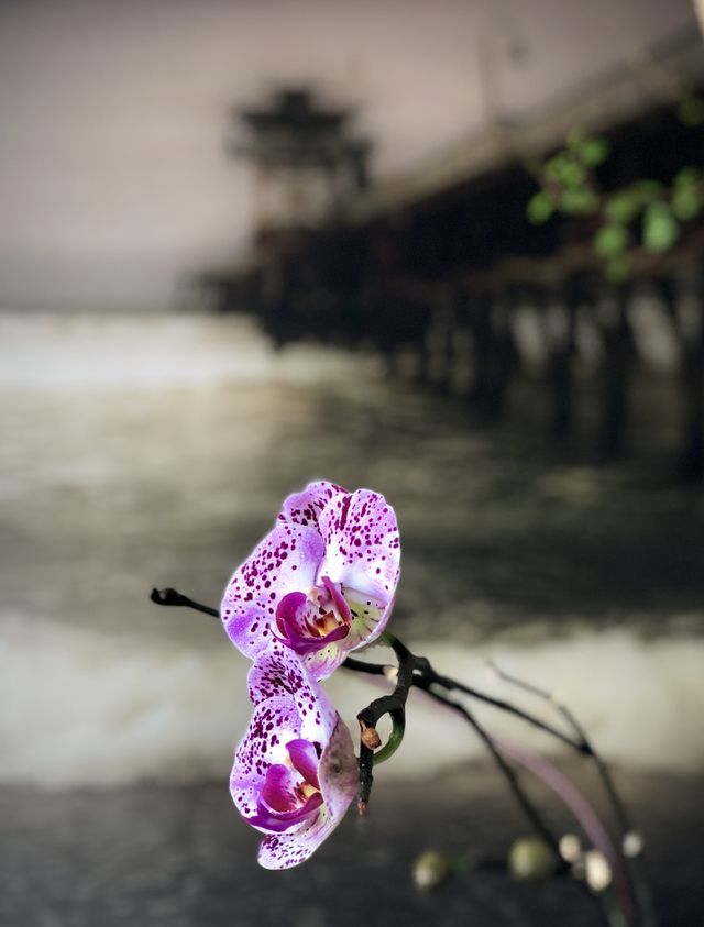 Orchids on the Pier! San Clemente, California 