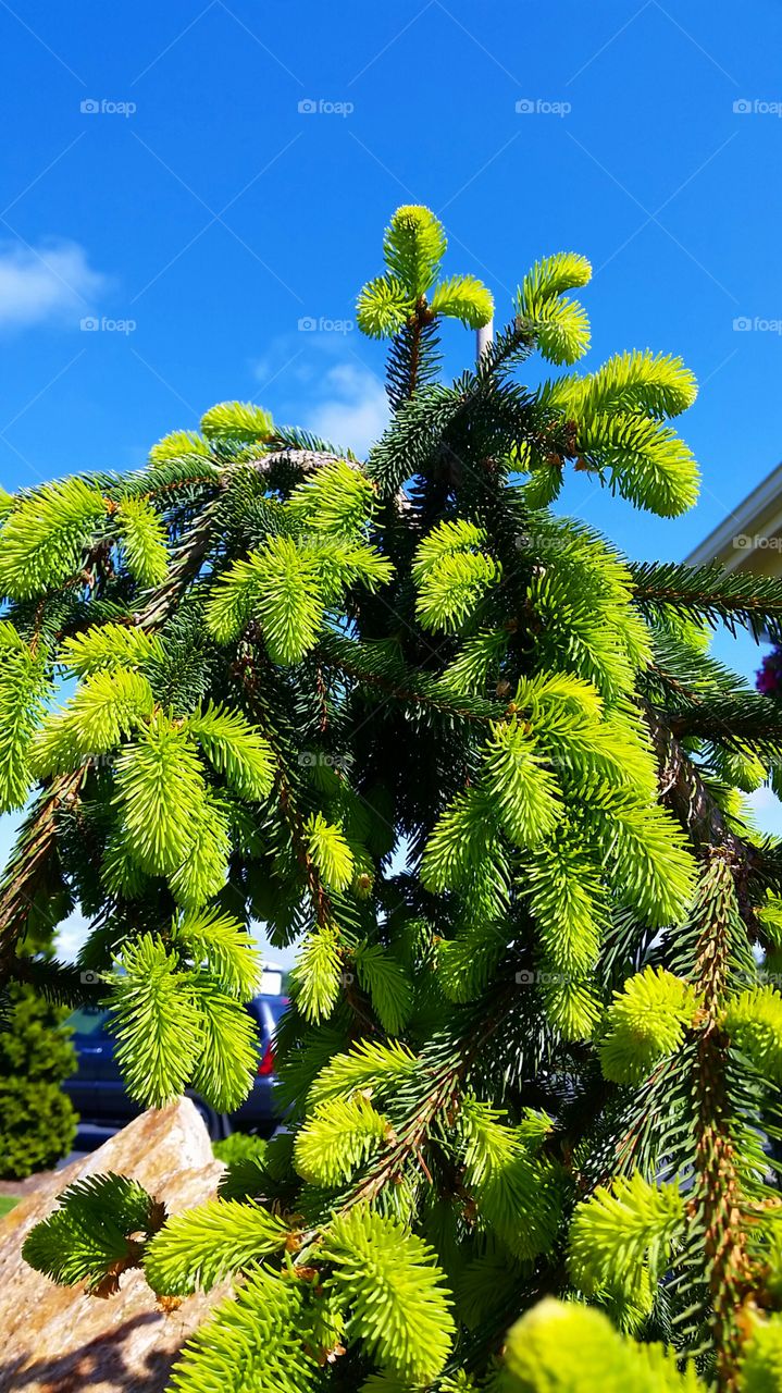 To Grow. Evergreen budding 