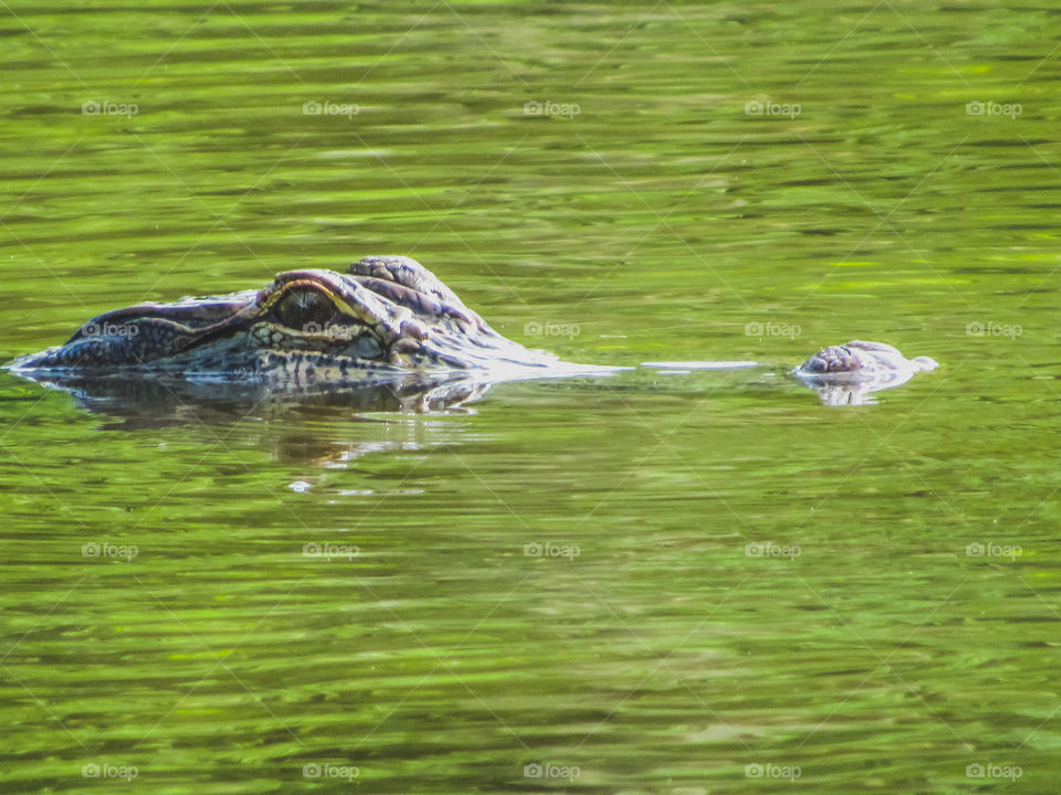 alligator head above water in swamp