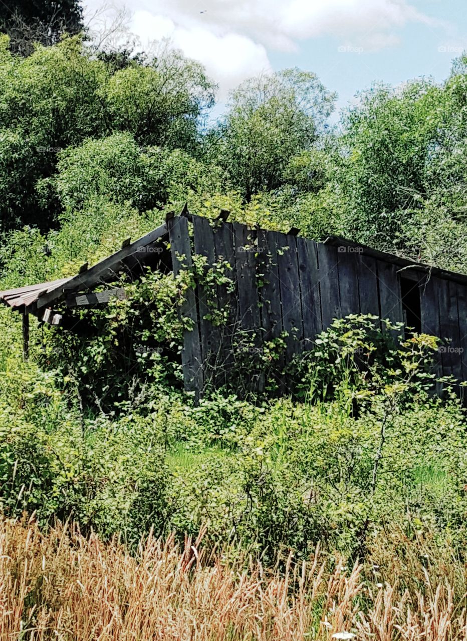 Abandoned House Overtaken By Bushes