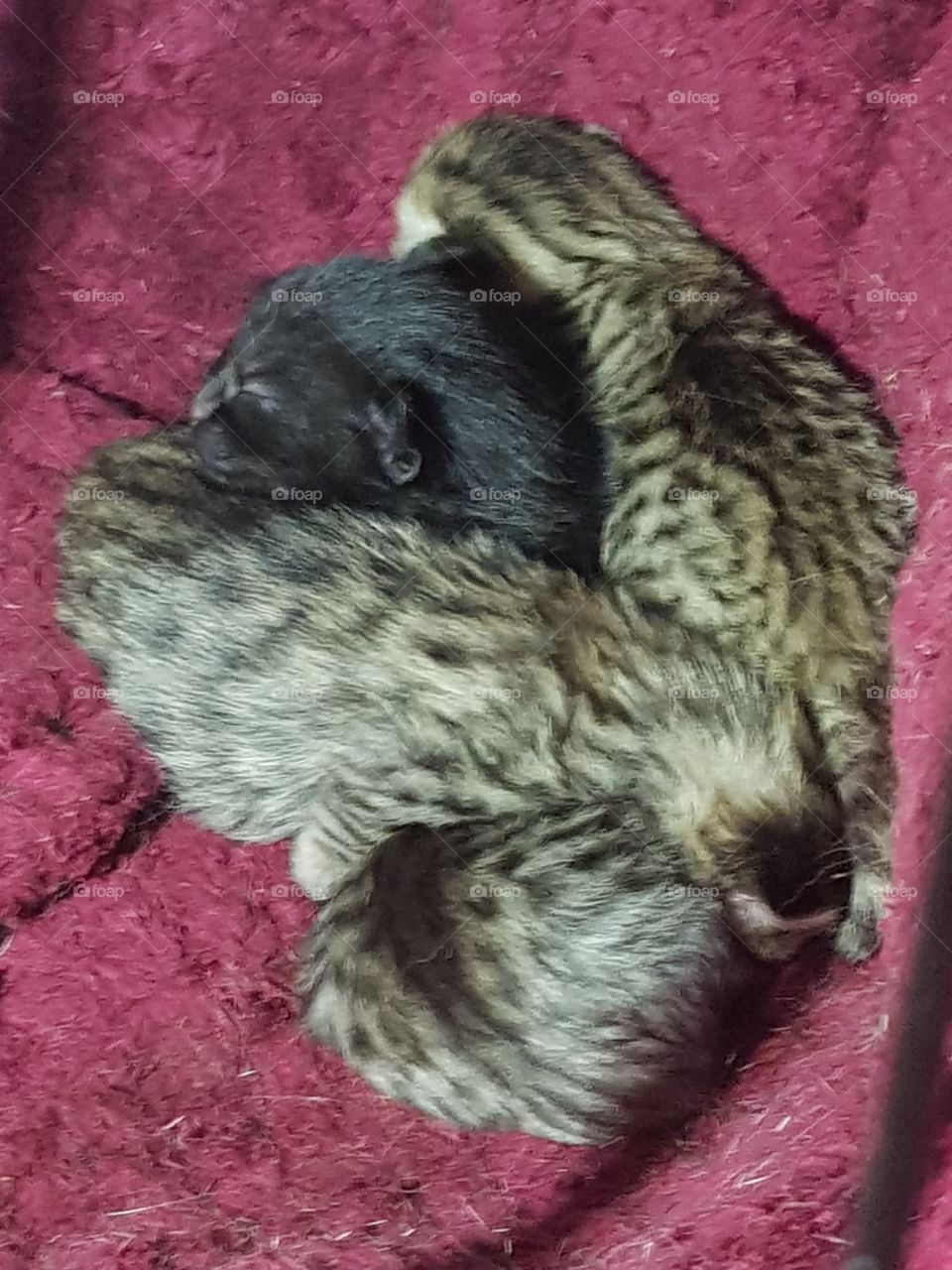Kittens only a couple of hours old. Tiger Bengal sleeping in a snuggled heap