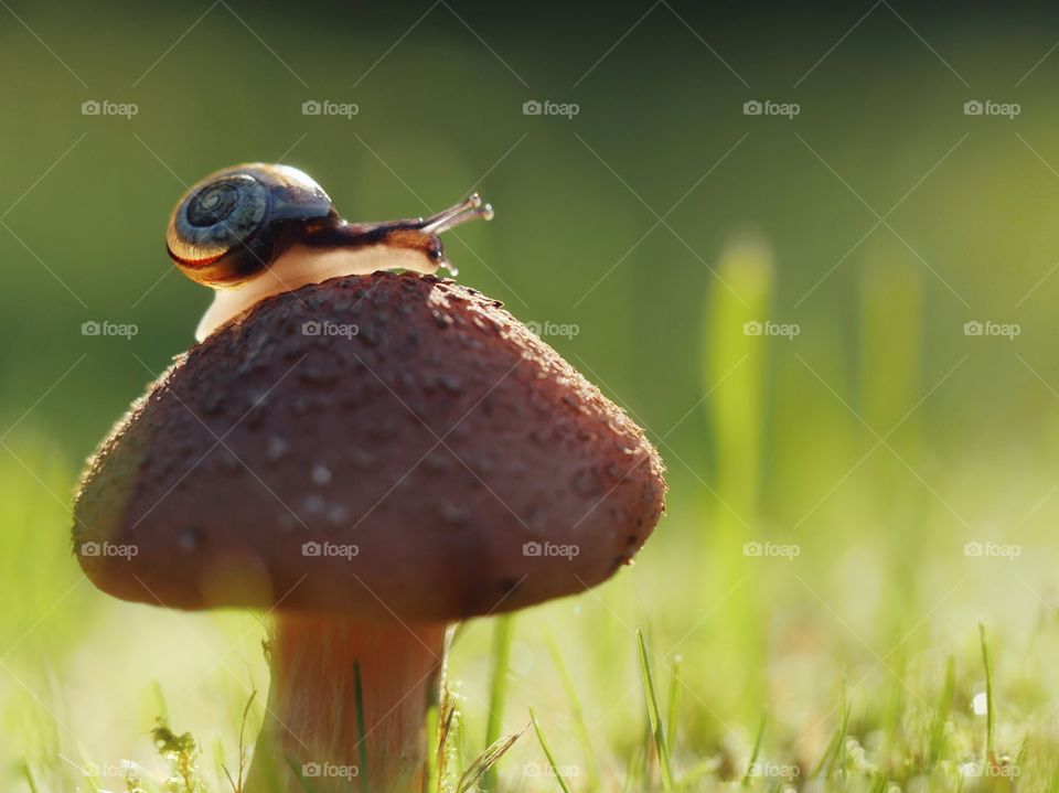 Small snail on mushroom