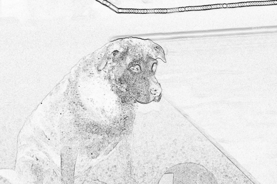 American Pit Bull cross with black lab - sitting by the pool