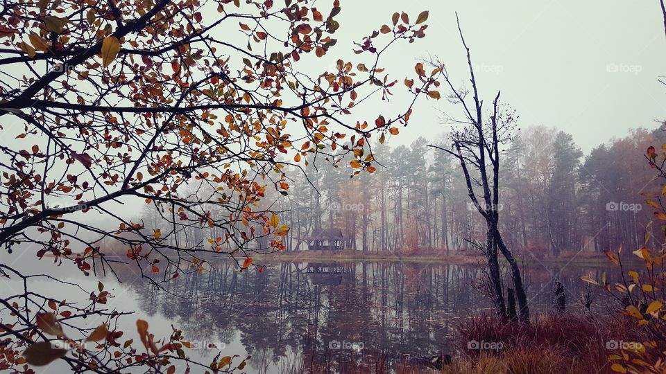 Foggy autumn.