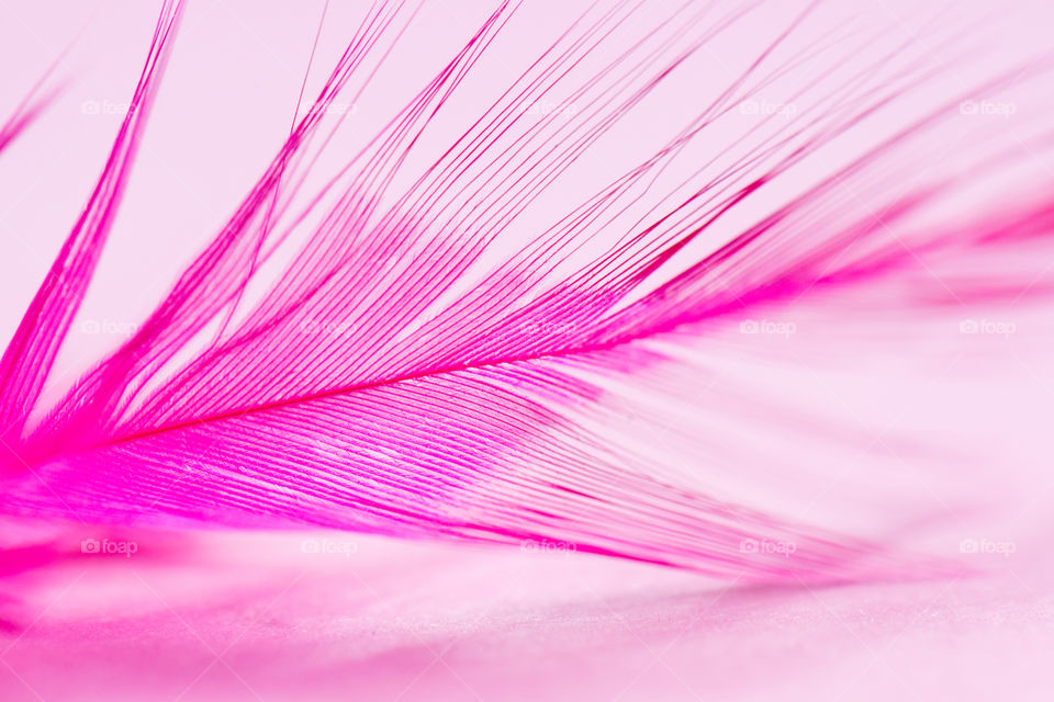 Pink Feather