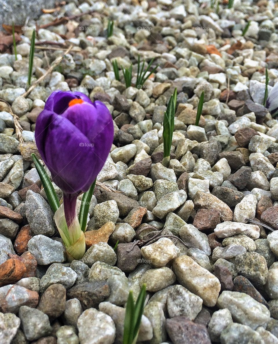 Close-up of blooming purple crocus