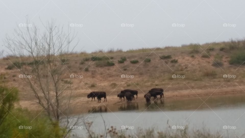 Buffalo at Caprock Canyons