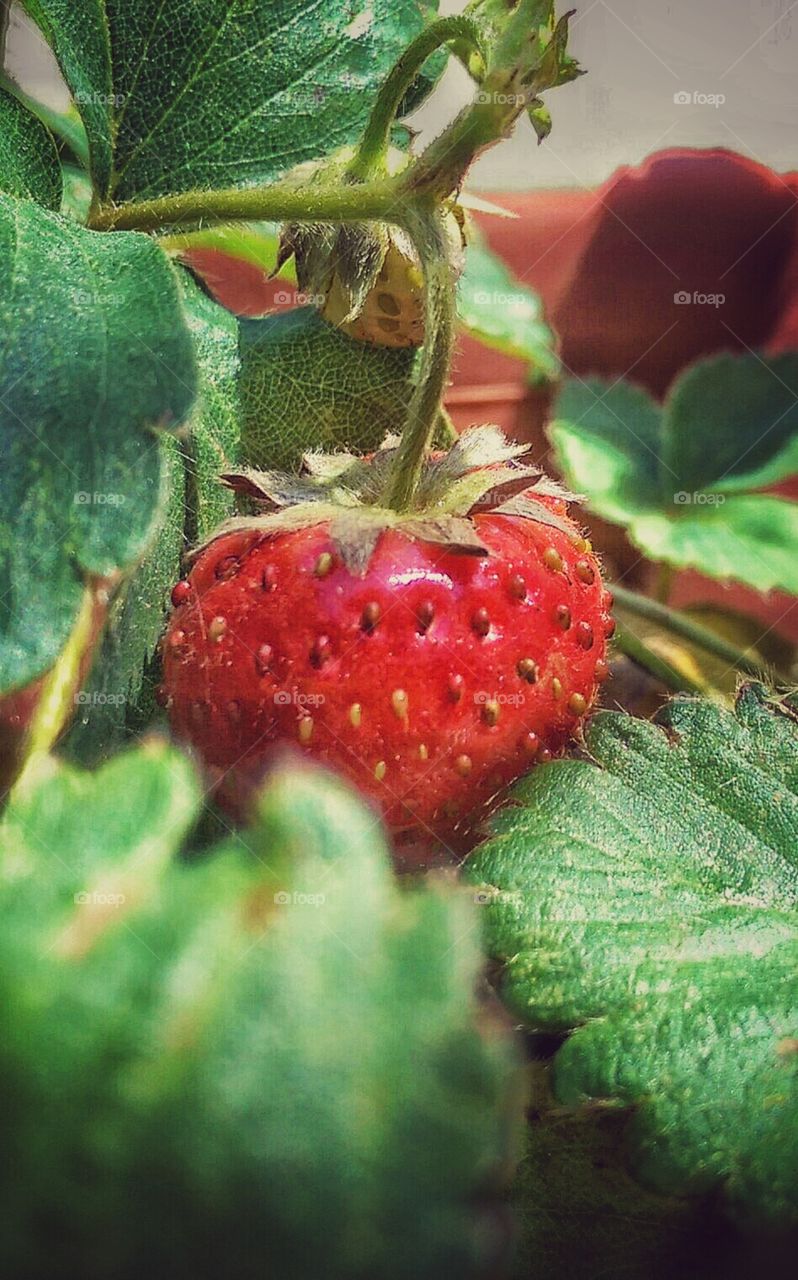 strawberry 1