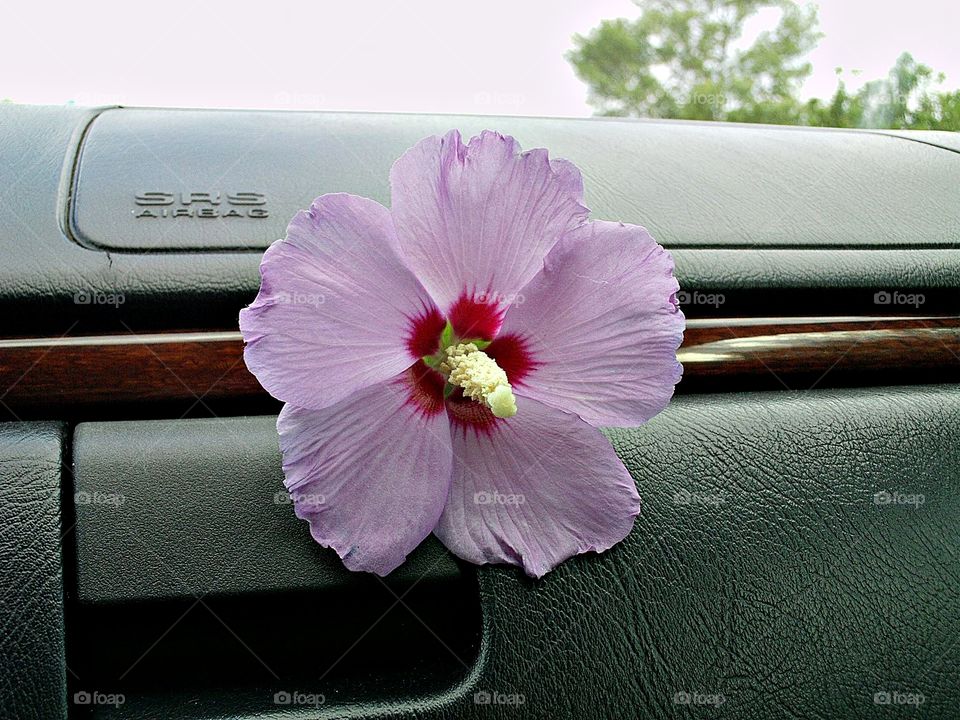 flower in the car. private