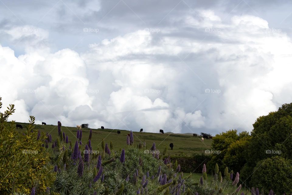 Cows grazing in a beautiful open field in Bodega Bay California, with beautiful Pride of Medeira in the foreground and absolutely stunning cumulus cloud formations in the background