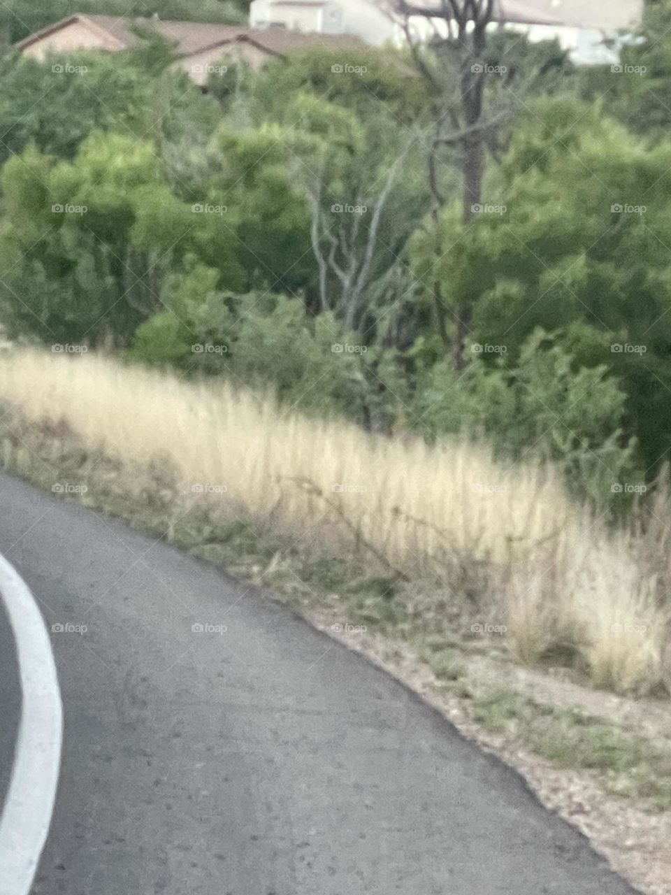 Roads blending with nature 