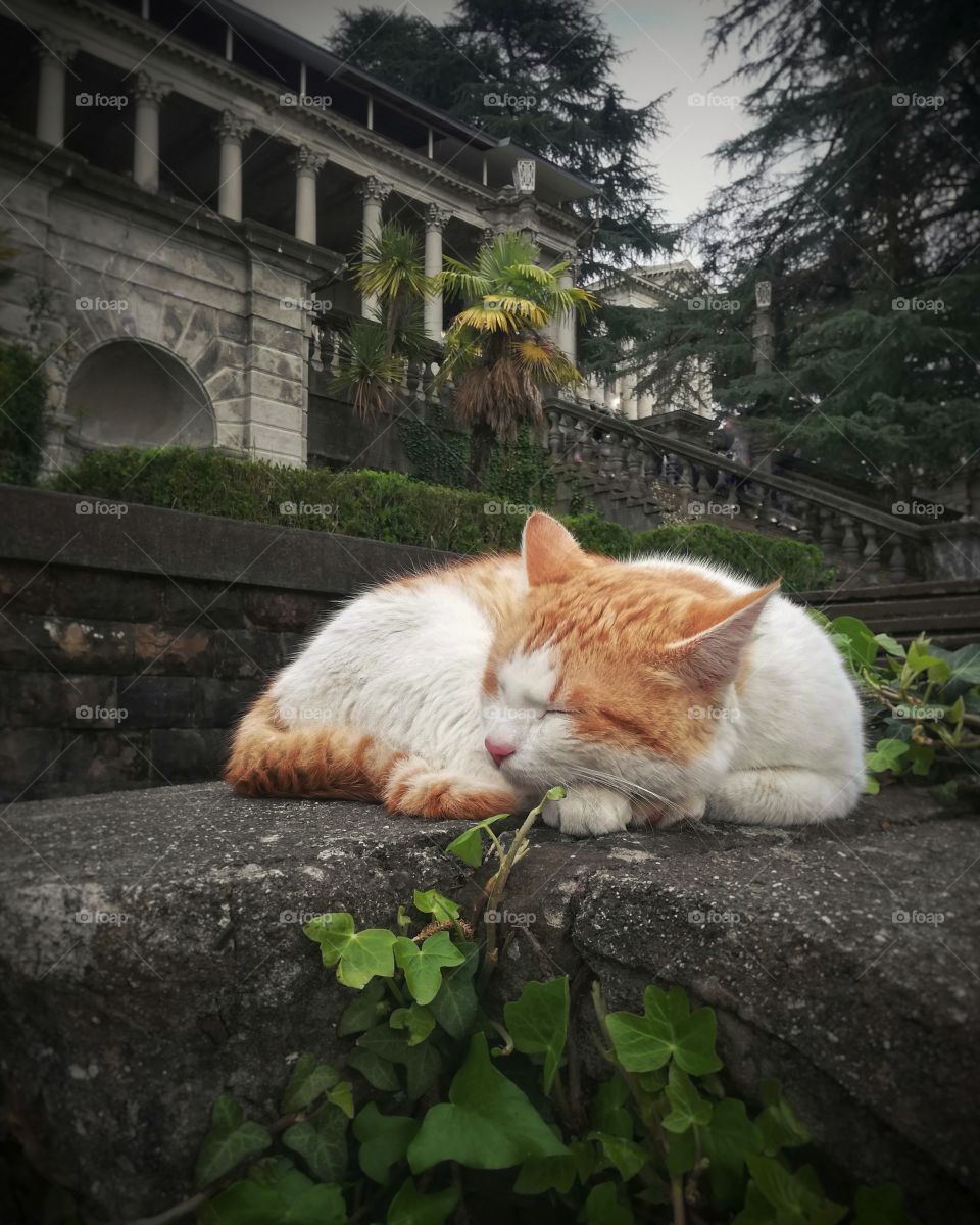 The cat is a scientist