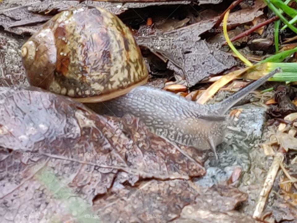 snail