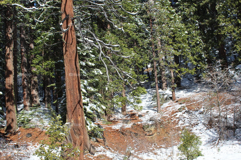 snow Forest