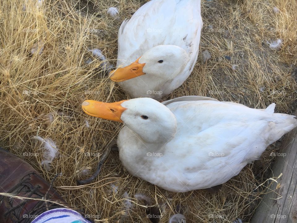 white ducks hanging out 