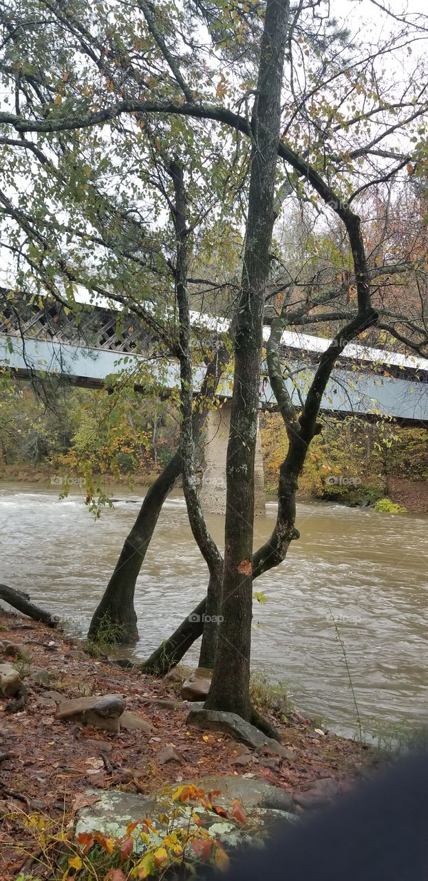 Foreground tree trunk, background covered bridge