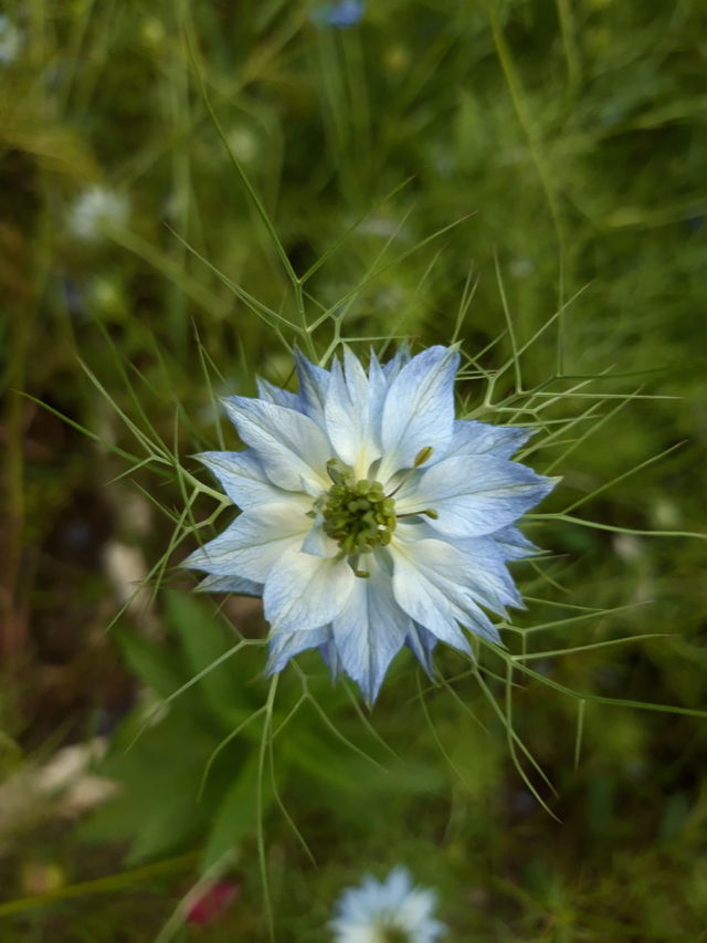 flower