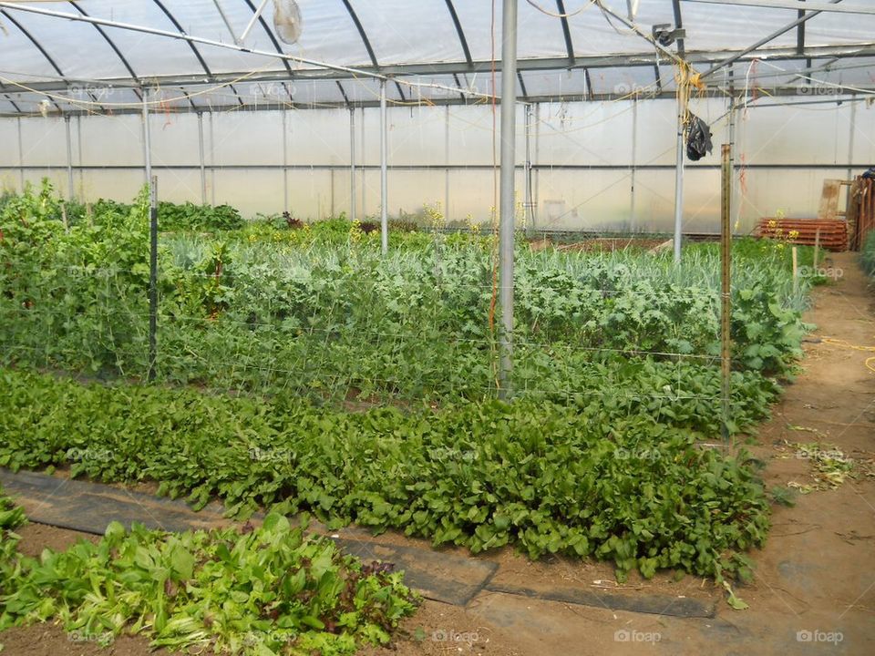 Greenhouse 