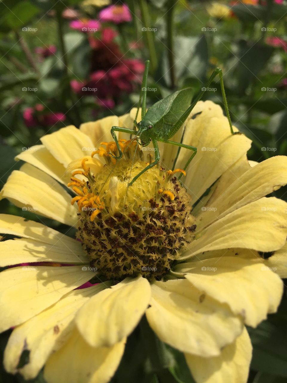 Bug on Yellow Zinnia 