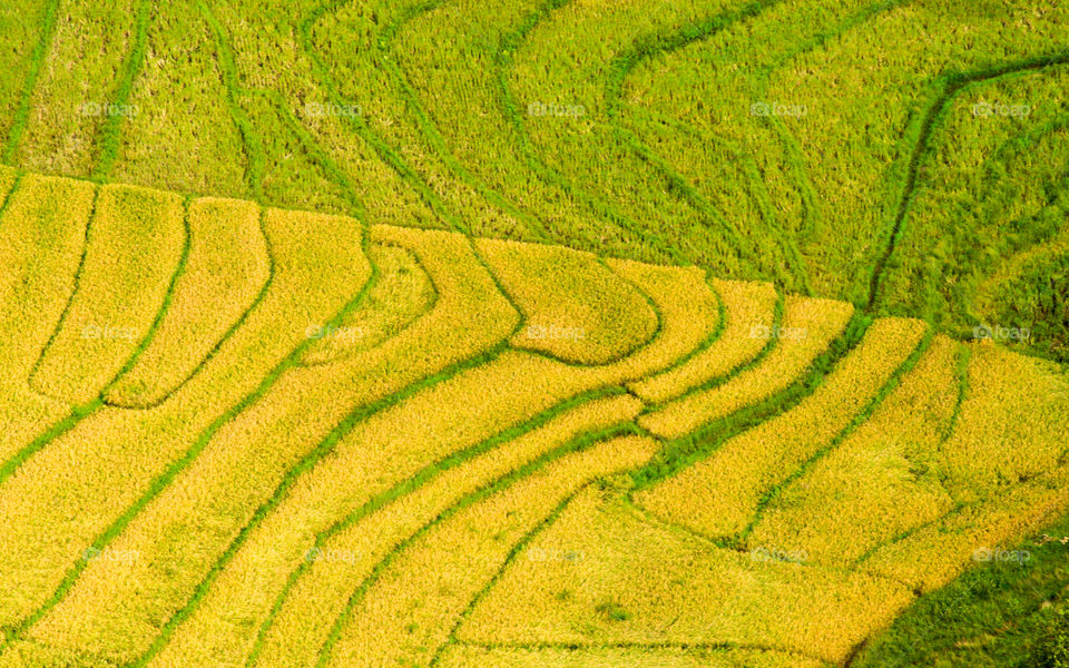 Aerial of rice terraces