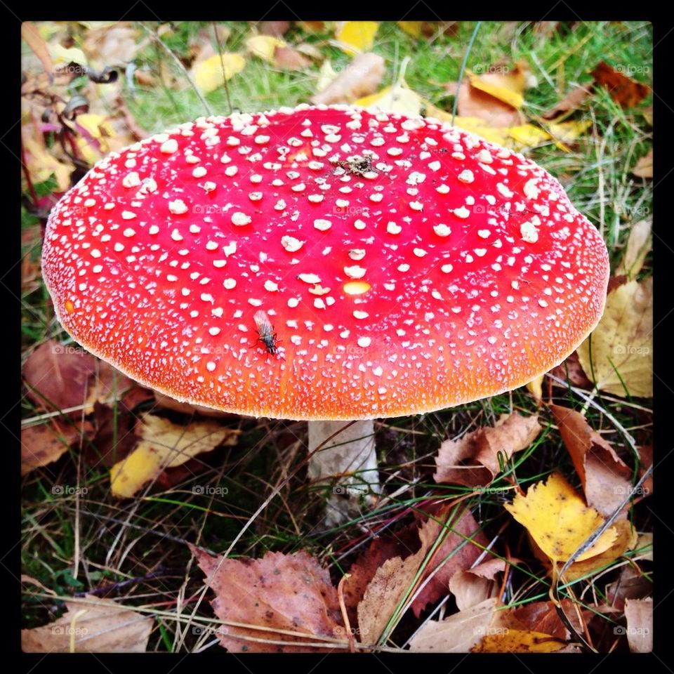 Toadstool