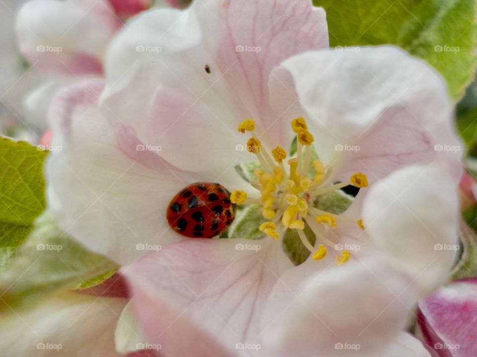 Apple blossom and ladybird 