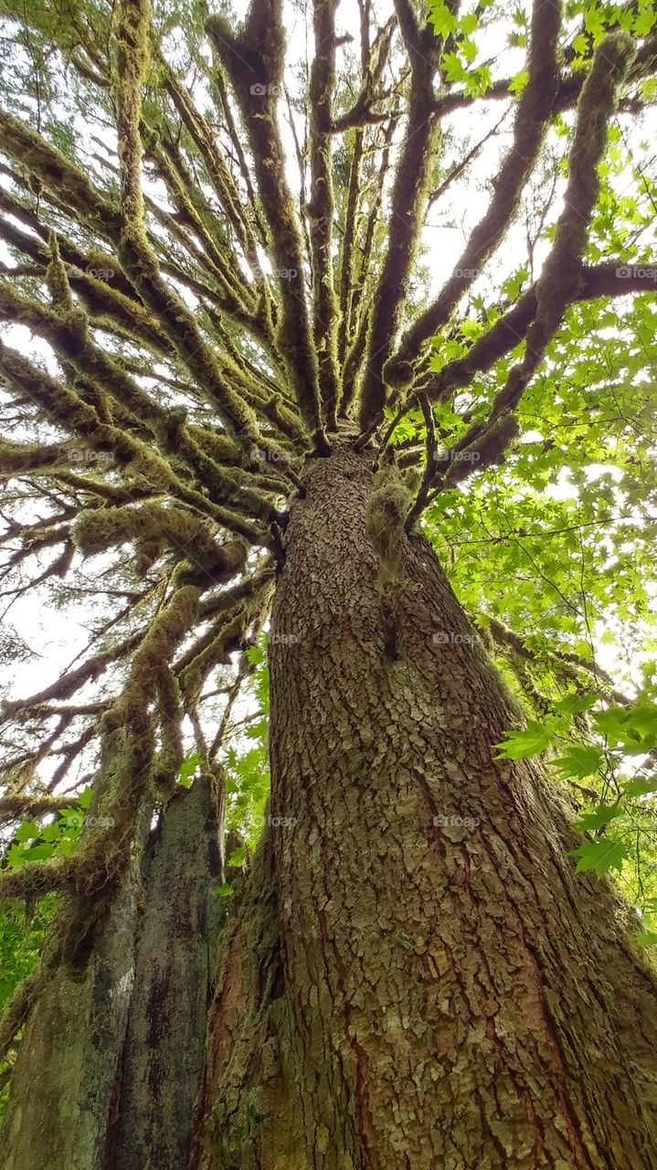 Mossy tree