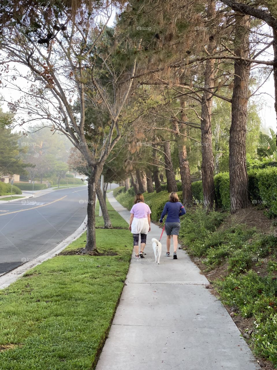 A couple of women walking their dog on a sidewalk around the neighborhood in early morning during Spring 