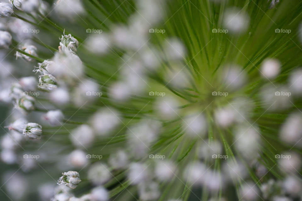 Nature, Flora, Leaf, Garden, Summer