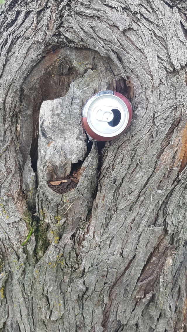 tree can