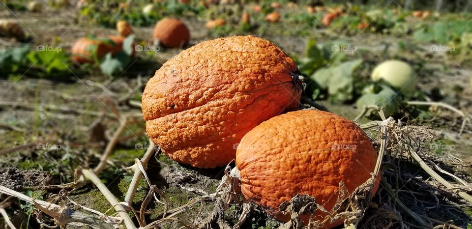 knuckle head or warty pumpkin