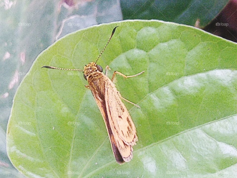 A small butterfly perched on a leaf