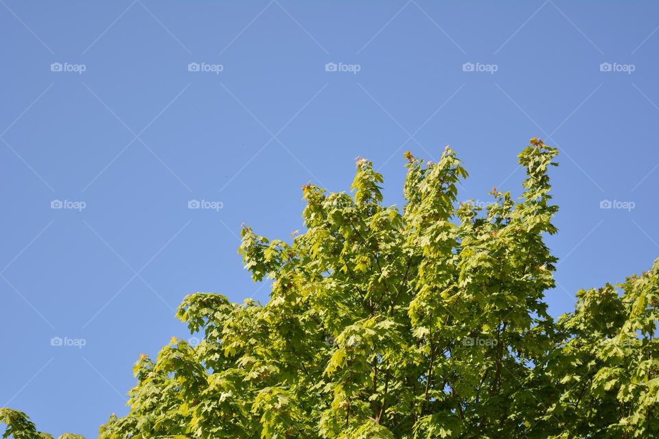 green leaves spring nature blue sky background