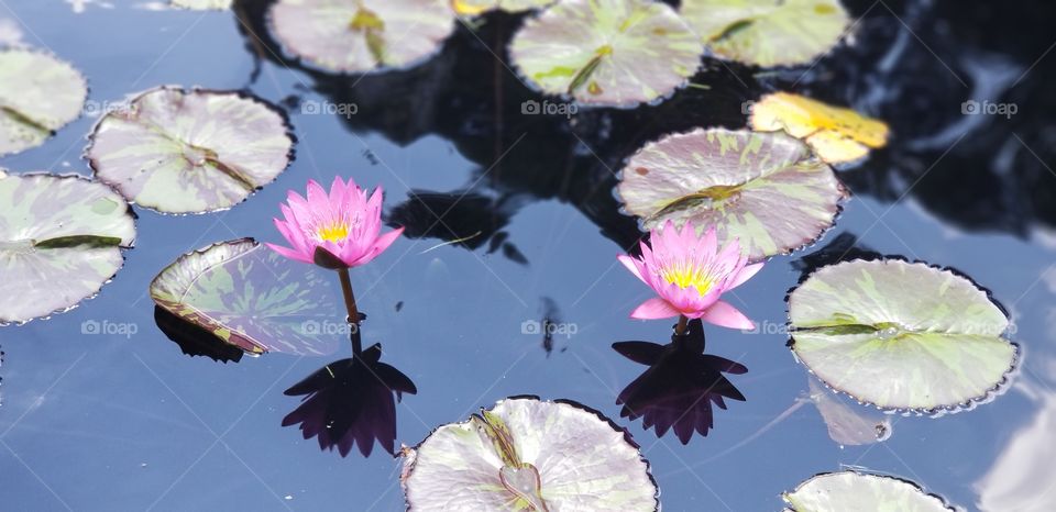 lily pads in the park