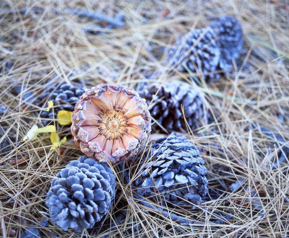 Pine Cones on forest floor