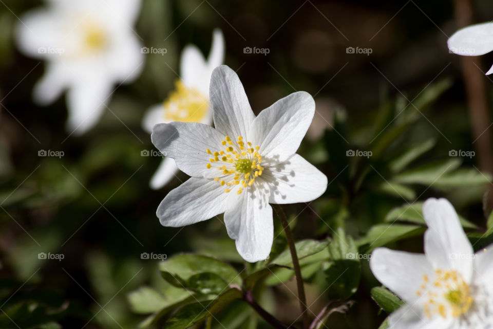 Wood anemone spring flower growing in the forest - vitsippor 