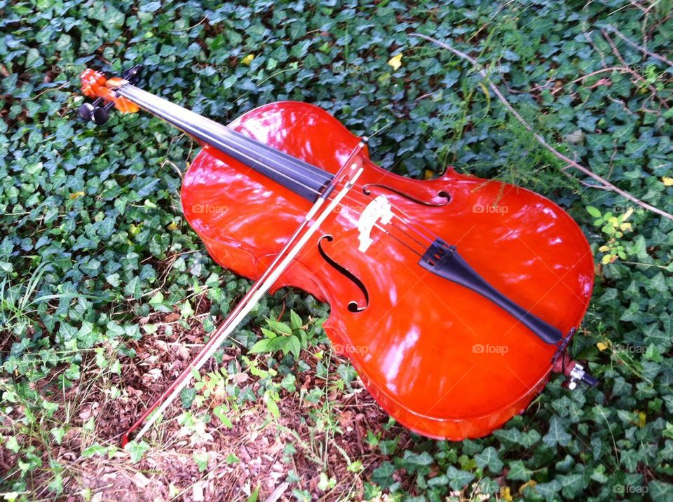 Cello and Ivy