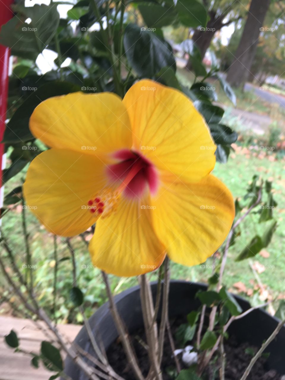 My hibiscus is blooming! Sunshine yellow is one of the many colors these blooms have.