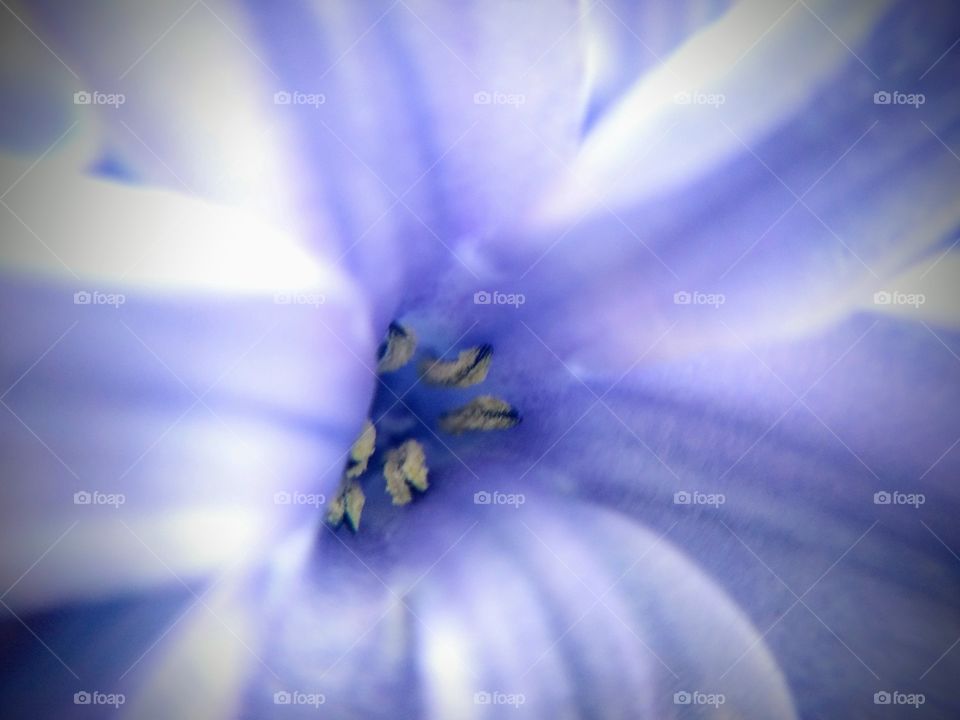 Hyacinth