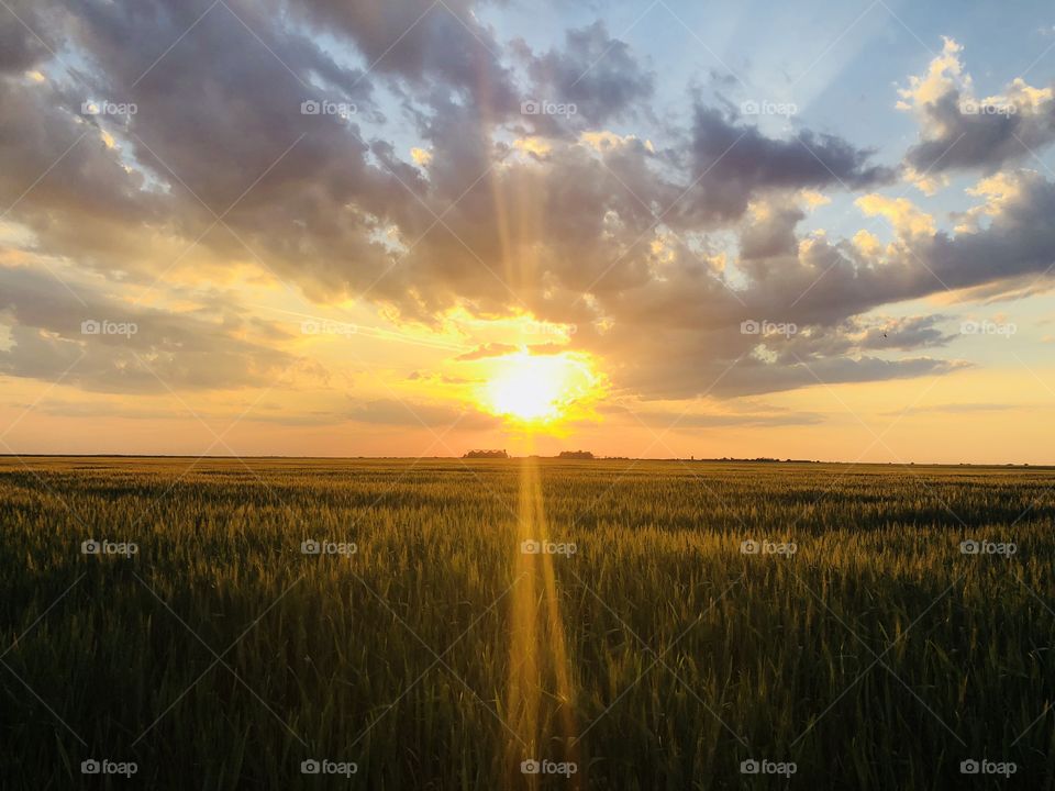 Beautiful golden hour over a wheat field in summer