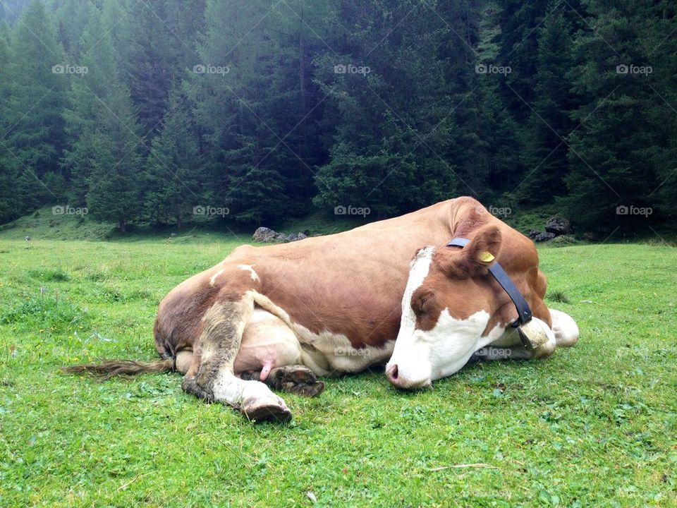 Sleeping cow