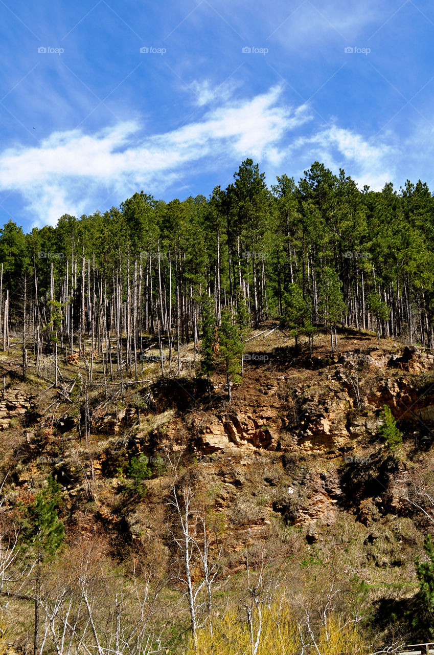 deadwood south dakota trees black hills by refocusphoto