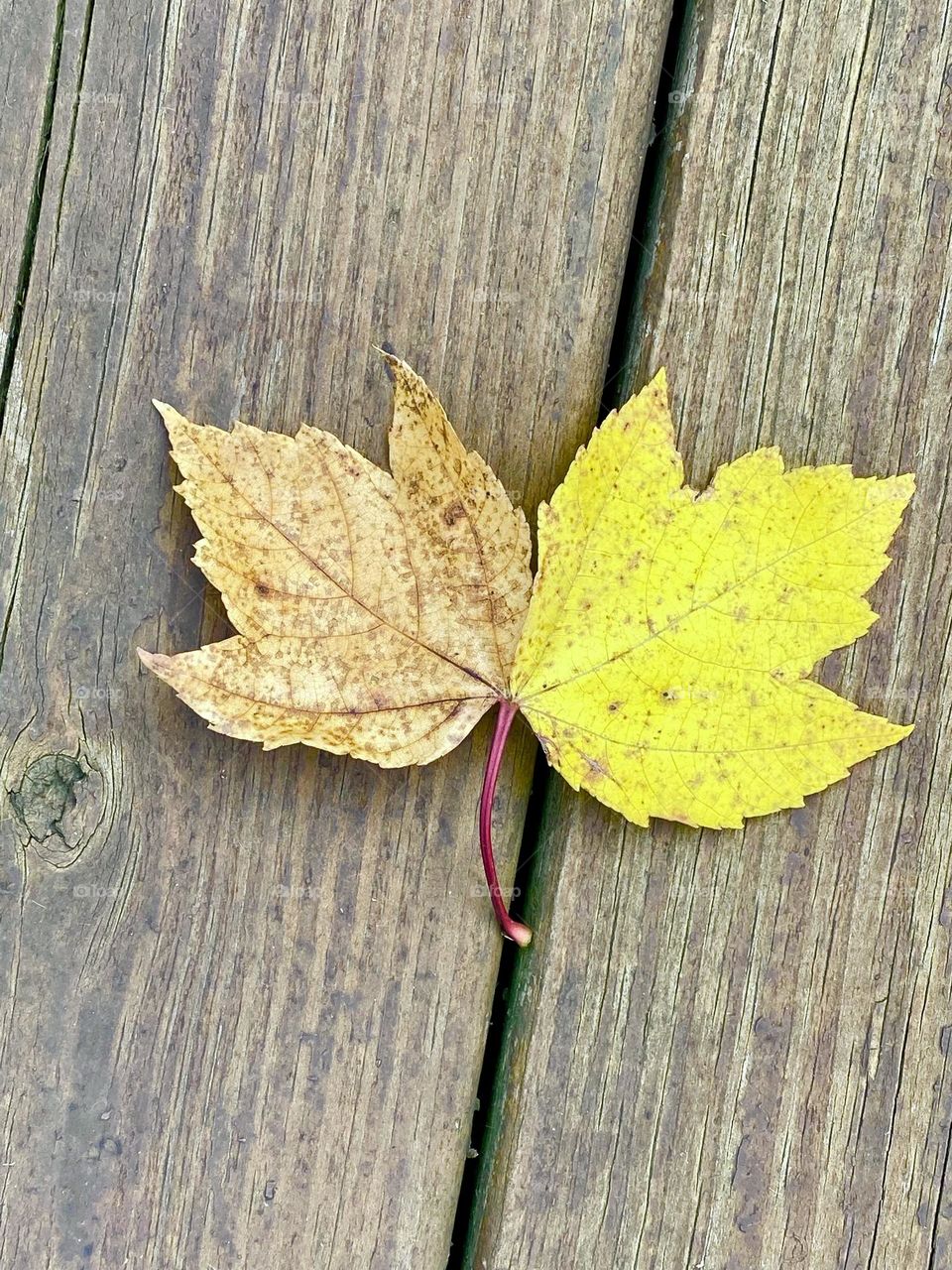 Two autumn leaves joined at one stem