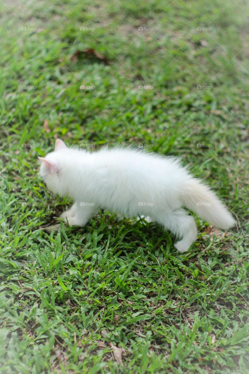white kitten play grass