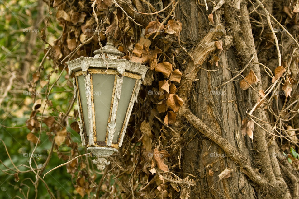 italy light tree leaves by kuzeytac